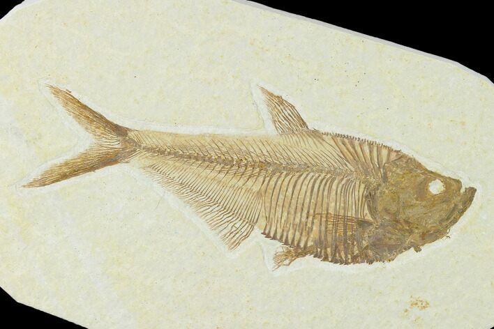 Fossil Fish (Diplomystus) - Green River Formation #137977